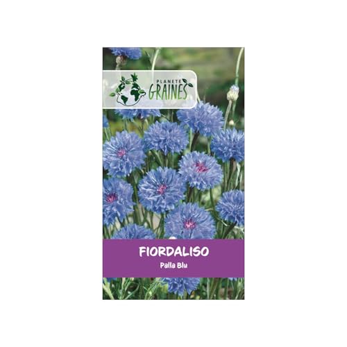 500 Sementi di Fiordaliso - Centaurea Cyanus 'Campestre' - Fiori Selvatici Azzurri Intensi