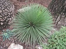 SEMILLAS DE AGAVE Stricta Paquete de 500 semillas