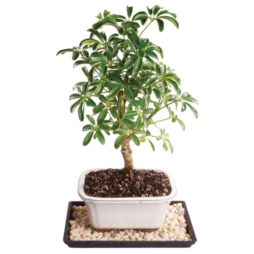 41tktKFLNtL Brussel's Bonsai Live Hawaiian Umbrella Bonsai Tree - Small, 3...