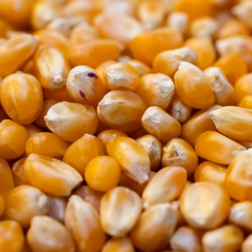 AFROASE Maïs pop corn 1 kg – Grains Naturels pour Popcorn – vue 4