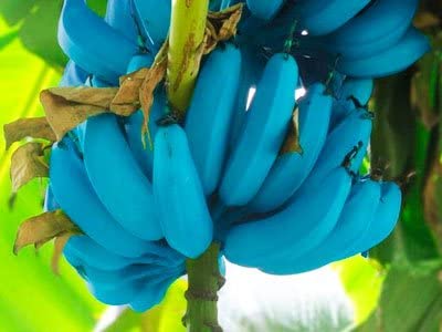 See full amazon price history chart for GreenPoint Blue Java Banana/Ice Cream Banana Sweet Fruit, Healthy Outdoor Live Plant,Pack of 1. GreenPoint Blue Java Banana/Ice Cream Banana Sweet Fruit, Healthy Outdoor Live Plant,Pack of 1. (B0BY3PKGY8) Amazon Price History, Amazon Price Tracker