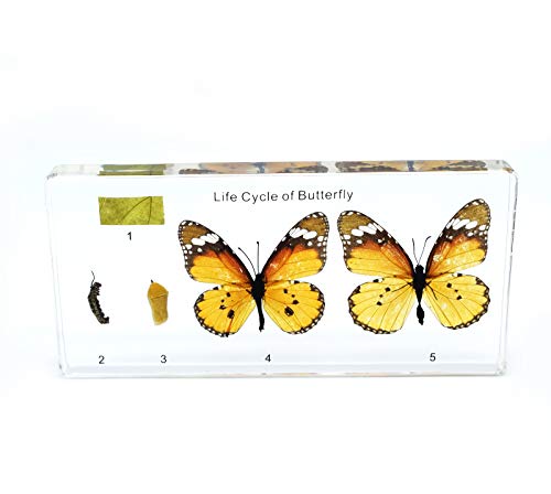 Image of Lifecycle of a Butterfly in Resin Block Paperweight Paperweights Science Classroom Specimens for Science Education