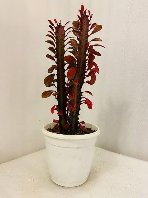 S. D ENTERPRISE Organic Euphorbia Trigona/Red Monosa Live Plant-image-17