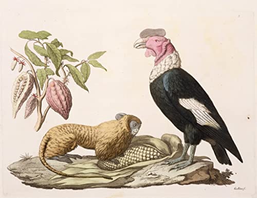 Poster Condor du Chili von Humboldt 58x90 cm pour decoration murale