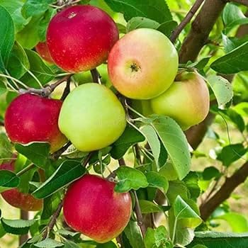 See full amazon price history chart for Original Grafted Live Healthy Fruits Shimla Apple Plant Expensive All India Weather Grafted Tree From Shimla-Himachal & Delicious Fruit Plant Tree For Your Garden(Fruits After 1Year). Original Grafted Live Healthy Fruits Shimla Apple Plant Expensive All India Weather Grafted Tree From Shimla-Himachal & Delicious Fruit Plant Tree For Your Garden(Fruits After 1Year). (B0CYXBNWT6) Amazon Price History, Amazon Price Tracker