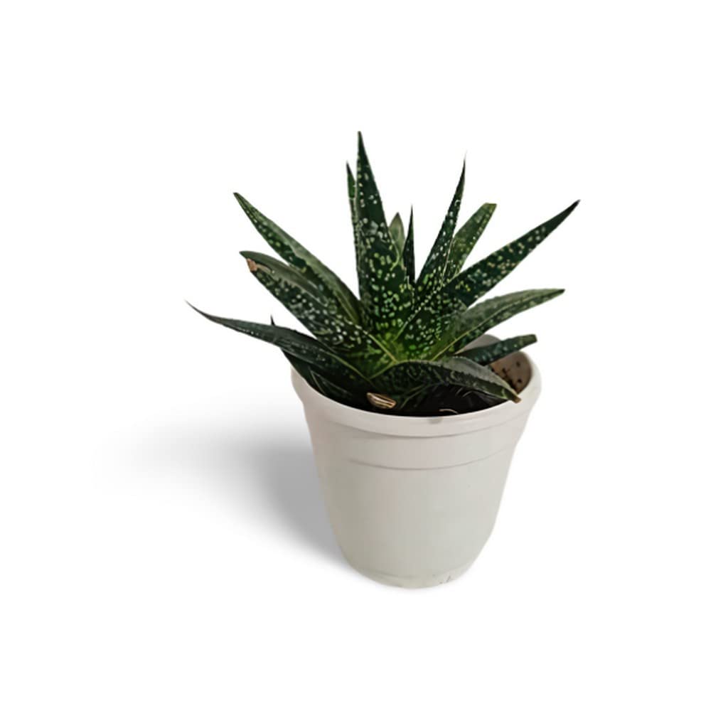 aloe vera spray nature republic [VEGAN BEAUTY] Mild & Moisture ALOE VERA Watery Gel & Gel Tube main image 0