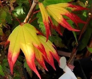 Tsuma Beni Japanese Maple image