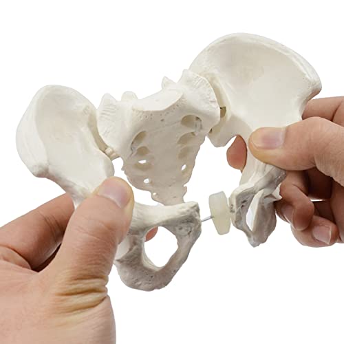 Image of Mini Size Female Pelvis Model, Flexible Anatomy Model, Hip Bone Pelvic Anatomical Model for Science Education Midwife, 15x13x7cm