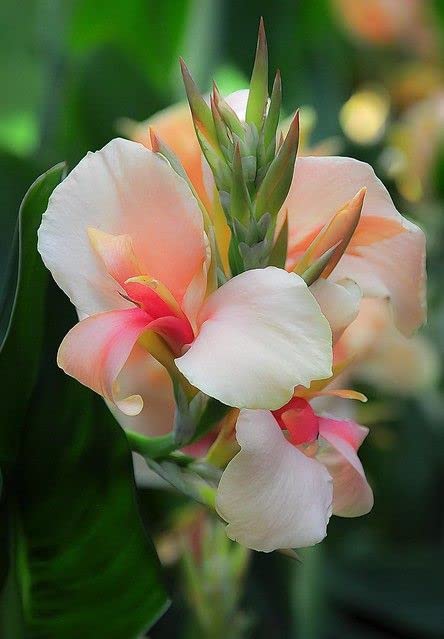 Radha Krishna Agriculture® Canna Lily Flower Bulbs For Garden (Pack Of 5 bulbs)