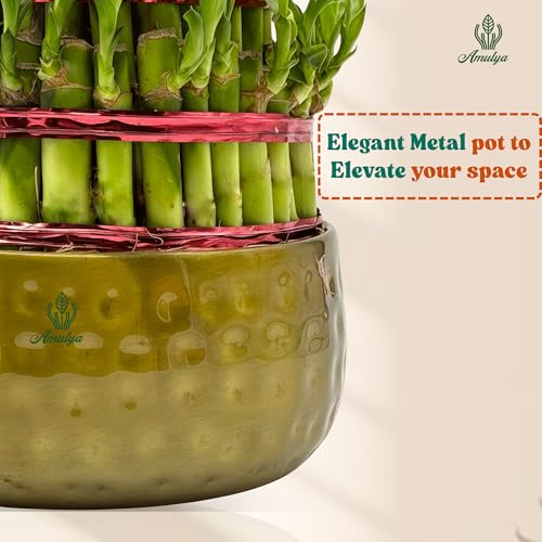 Image of Amulya Farms 5 Layer Lucky Bamboo Plant with Premium Golden Metal Planter | Feng Shui Plants | Good Luck Plant | Vastu Plants for Home Indoor | Live Plants for Living Room, Office, Desk, decoration |
