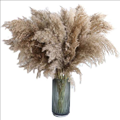 Grama Pampas Secas Srliya 60 * 8 * 8 Flores Secas Naturais Buquê Marrom Grama Pampas Flores Secas Bo