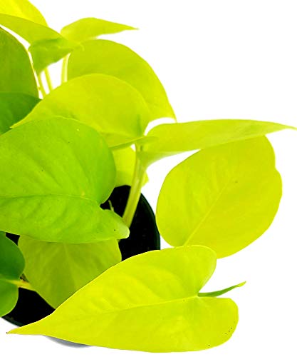 Fangblatt - Epipremnum 'Golden Pothos' - leuchtend gold-gelbe Efeutute -  strahlende Grnpflanze im  12 cm Topf - Zimmerpflanze zum Hngen :  Amazon.de: Garten