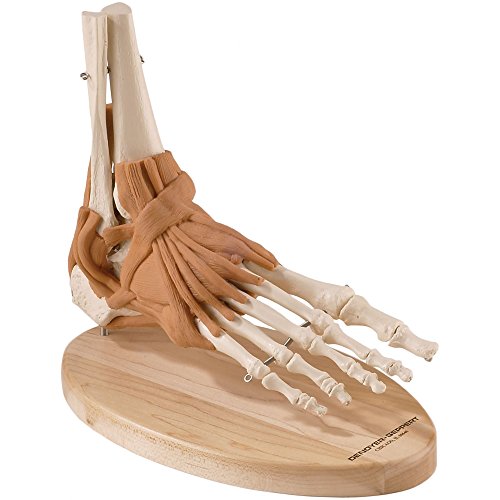 Image of Ultra-Flex 15494 Anatomical Model, Ligamented Foot and Ankle