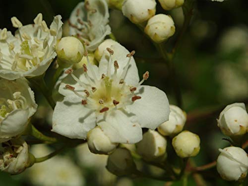 Two (2) Washington Hawthorns (Crataegus Phaenopyrum) 1-2 Year Old Plant, Well Rooted #TOP6