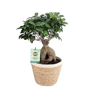 Bonsai – Chinese vijg incl. sierpot champagne kleurig sierpot als set – Hoogte: 50 cm