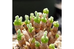 100pcs Monilaria Obconica Plant Seeds
