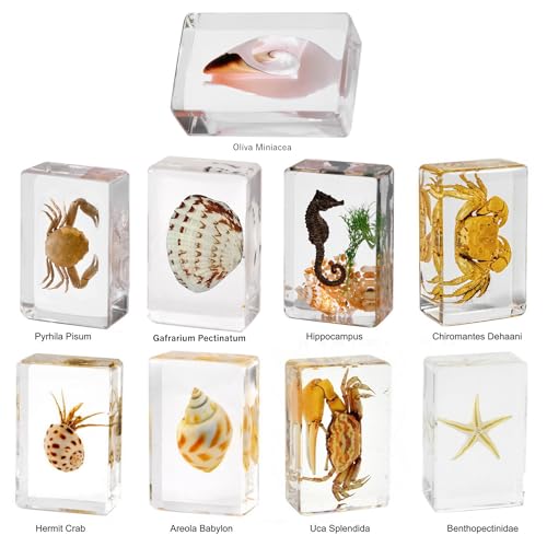 Image of Taxidermy Oceans Animals - Sea Creatures Specimen in Resin for Closer-Look & Study, Novelty Fun & Educational for Science Classroom Specimens, Home Office Decor, Unique Amazing Gift (1.8x1.2x0.7-inch)