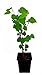 Produktbild Seedeo® Weißer Maulbeerbaum (Morus alba) ca. 50 cm - 70 cm