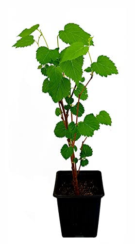 Seedeo Weißer Maulbeerbaum (Morus alba) ca. 30 cm - 50 cm