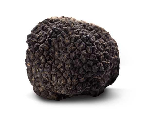 Tartufo Nero Uncinato