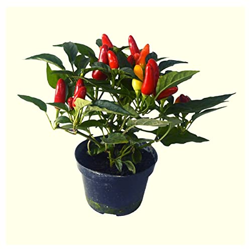Sementes de Pimenta Etna [Ornamental] ISLA