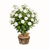 Jasmine Plant Live, Grand Duke of Tuscany Jasmine Flower Plant, 5 to 7 Inc Tall