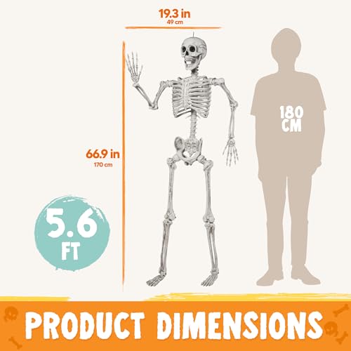 Image of JOYIN 5.6 FT Halloween Posable Life Size Skeleton Full Body Realistic Bones with Movable Joints for Halloween Indoor and Outdoor Decoration Props Spooky Scene Party Decorations (White)