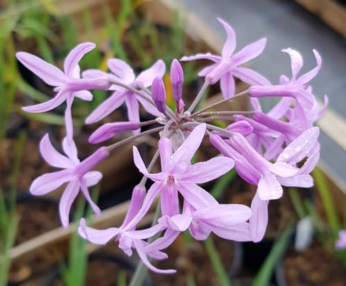 Tulbaghia violacea/Ail violet d’Afrique du sud