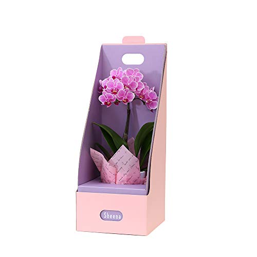 胡蝶蘭 ギフト テーブルBOX入り 3号鉢 1本立 ピンク/ラッピング&メッセージ無料花のプレゼント 開店祝いに 母の日 父の日 敬老の日 ギフト