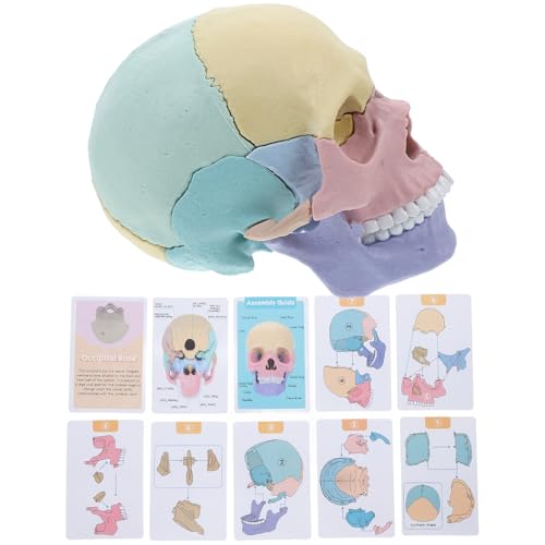 Cráneo humano interactivo TOYANDONA con piezas ensamblables para estudio anatómico