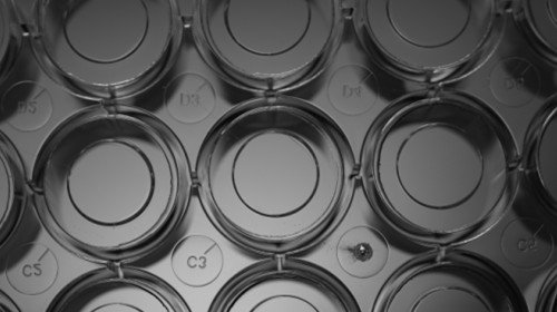 Sterile 24 Well Glass Bottom Cell Culture Plate - Glass Dia. 10mm