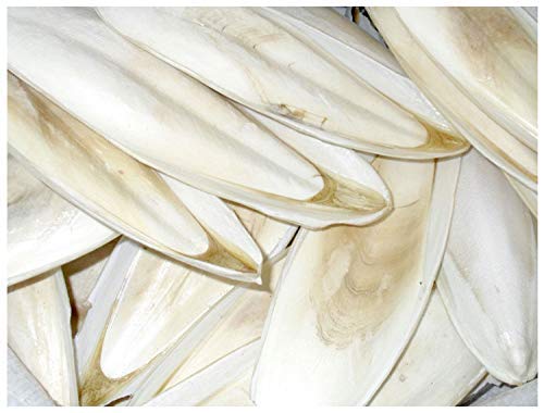 Cuttle Bone for Birds Calcium 400 Grams (B07JWDTZGP) Amazon Price History, Amazon Price Tracker