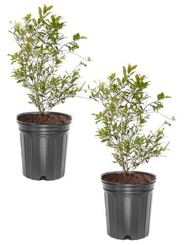 Wonderful Pomegranate Tree, Fruit Bearing, Hardy, 1 gal Nursery Pot, 12-18 in Tree Height (Due to Agricultural Laws, we Cannot Ship to CA, AZ, AK, or HI), 2 Pomegranates