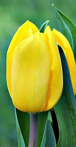 Radha Krishna Agriculture® Tulip Double Multicolor Tuber Unique Variety Of Flowers Bulbs | Pack Of 2 Bulbs (B09ND4KPXK) Amazon Price History, Amazon Price Tracker
