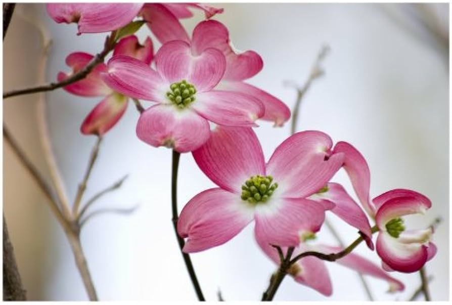 Порно бейнелерді онлайн көру Пениспен жатырға жетуге бола ма?