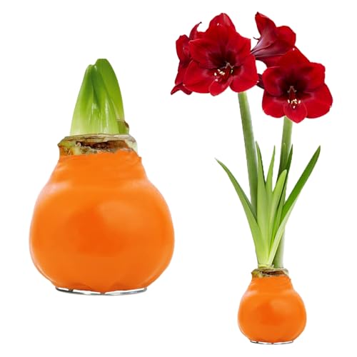 FLORIUM - Wachs Amaryllis Zwiebeln Orange – Wachsamaryllis 28/30 Großformat | 2 Stück | gewachst/wax | ohne Gießen | Exklusive Zimmerpflanzen aus Holland - Hippeastrum (kein glas, vase und Topf.)