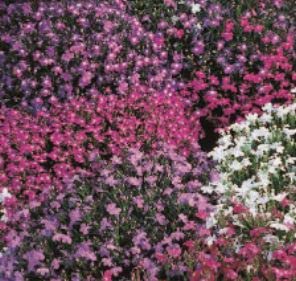 2450 seeds of Lobelia String of Pearls Mixed, Garden Treasures Herb Fruit Vegetable Flowers seeds Grow Your Own Indoor Outdoor