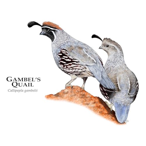 Taza de cerámica 11 oz (325 ml) Gambel's Quail miniatura 3