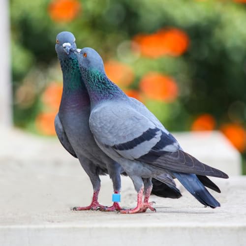 Sosoport Solid 8mm Bird Leg Rings 50pcs Pigeon Leg Id Bands No Number for Incubation