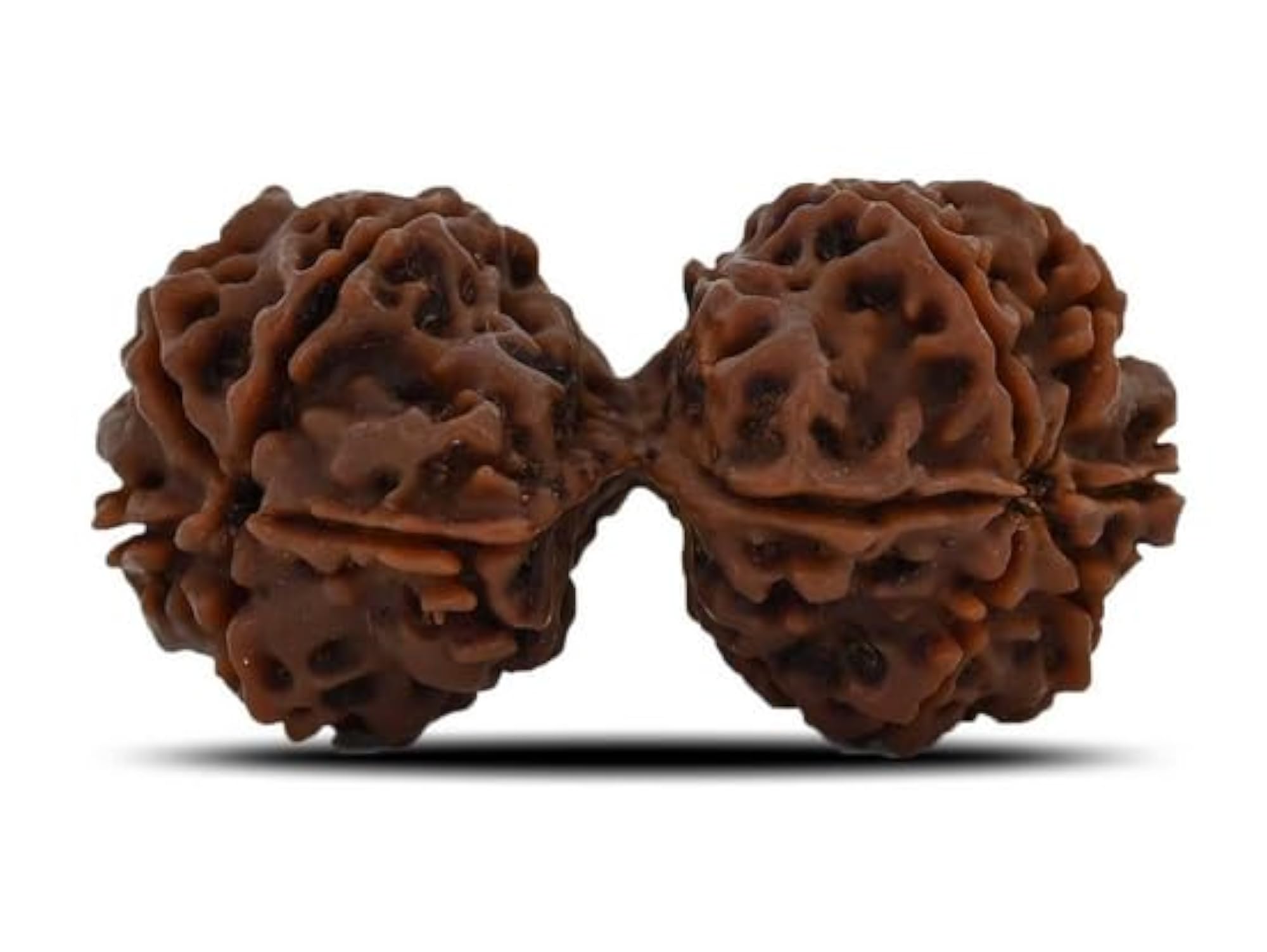 Brown Gauri Shankar Rudraksha, IGL Lab Certified