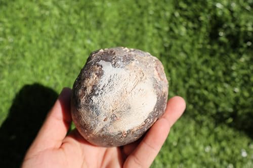 Image of Ammonite Fagesia Ammonite Fossil Rare Ammonite Fossil Natural Fossil from Morocco A32