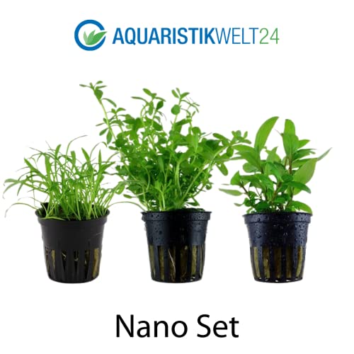 AquaOne Aquarium Pflanzen I 3X Wasserpflanzen I Nano Becken Aquarienpflanzen I Stängelpflanzen Bacopa Staurogyne Ausläufer Lilaeopsis I Set mit 3 Nanobecken Aquariumpflanzen - Image 3
