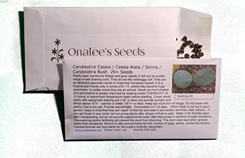 Onalee's Seeds Cassia Alata/Candlestick/Candelabra Bush Seeds. Butterfly Garden. Butterfly Host Plant. Magnificent Yellow Flowers! Fast Growing Shrubs. Grown In/Shipped From Usa. (20+ Seeds) #TOP4