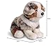 Uni-Toys - Australischer Schäferhund Welpe, sitzend (mit Leine) - 22 cm (Höhe) - Plüsch-Hund, Haustier - Plüschtier, Kuscheltier