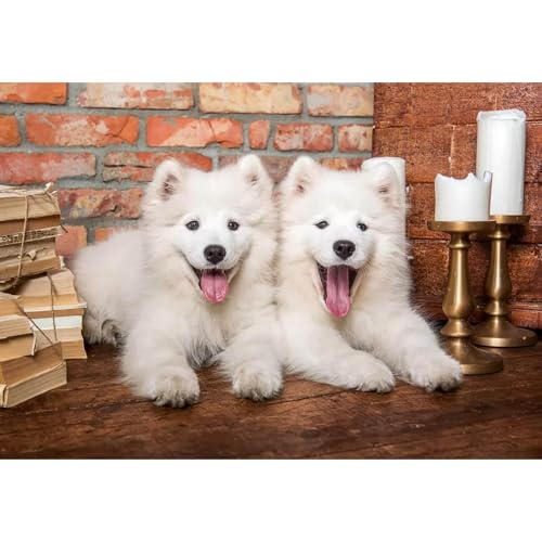 Puzzle 1000 pièces : Chiots samoyèdes Disent Bonjour