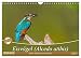 Produktbild Eisvögel (Alcedo atthis) - Edelsteine der Natur (Wandkalender 2023 DIN A4 quer), Calvendo Monatskalender