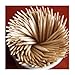 1000-Pack Natural Bamboo Toothpicks – Sturdy, Splinter-Free & Eco-Friendly | Perfect for Travel, Kitchen, and Party Use