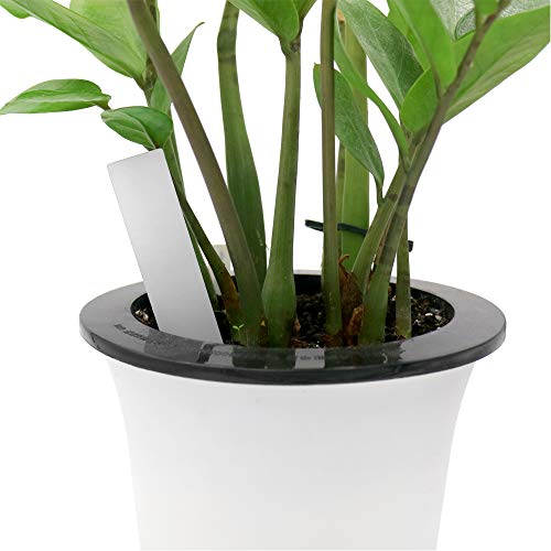 KINGLAKE 1000 pz etichette pianta semina etichetta...