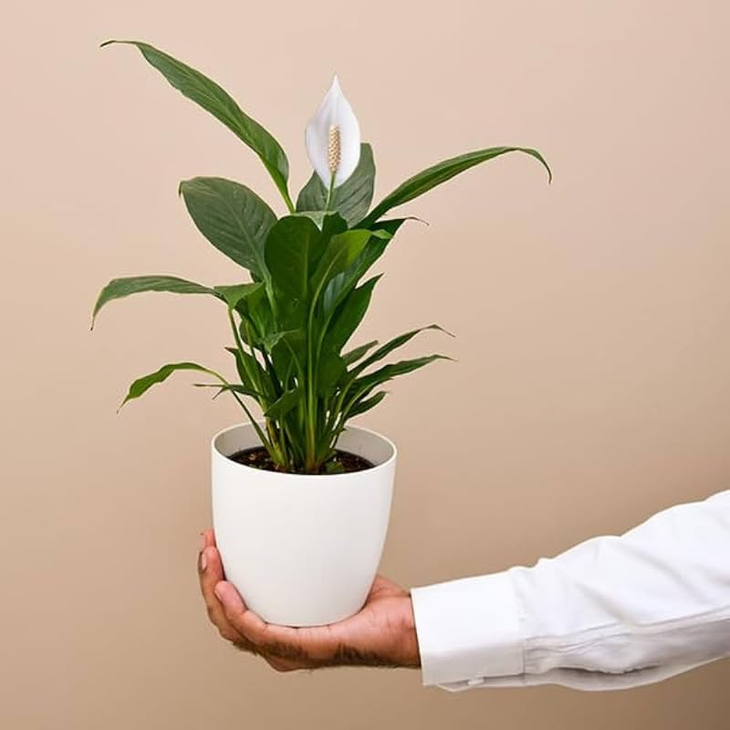 Organic Peace lily indoors Pack of 1