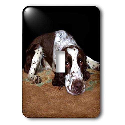 3dRose Dogs English Springer Spaniel single toggle switch